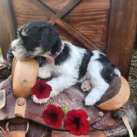 BonBon, a female Miniature Schnauzer for sale in Woodburn, IN – Photo 4 of 4