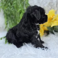 Sassy, a female Miniature Schnauzer for sale in Woodburn, IN – Photo 3 of 4