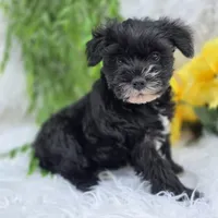 Sassy, a female Miniature Schnauzer for sale in Woodburn, IN – Photo 4 of 4