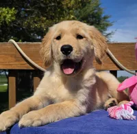 Posey, a female Golden Retriever for sale in Woodburn, IN – 6 of 6