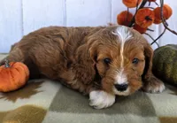 Maple, a male Cavapoo for sale in Woodburn, IN – 2 of 4