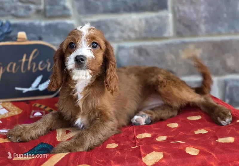 Elaine – Cavapoo puppy for sale in Woodburn, IN