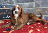 Elaine, a female Cavapoo for sale in Woodburn, IN – 1 of 3