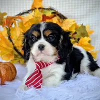 Hickory, a male Cavalier King Charles Spaniel for sale in Woodburn, IN – Photo 1 of 4