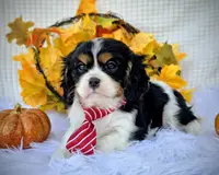 Hickory, a male Cavalier King Charles Spaniel for sale in Woodburn, IN – Photo 1 of 4
