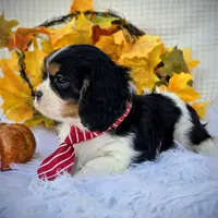 Hickory, a male Cavalier King Charles Spaniel for sale in Woodburn, IN – Photo 2 of 4