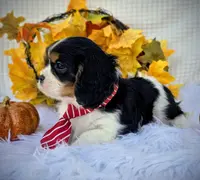 Hickory, a male Cavalier King Charles Spaniel for sale in Woodburn, IN – Photo 2 of 4
