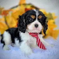 Hickory, a male Cavalier King Charles Spaniel for sale in Woodburn, IN – Photo 3 of 4
