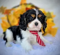 Hickory, a male Cavalier King Charles Spaniel for sale in Woodburn, IN – Photo 3 of 4
