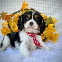 Hickory, a male Cavalier King Charles Spaniel for sale in Woodburn, IN – Photo 4 of 4
