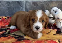Hickory, a male Cavapoo for sale in Woodburn, IN – 2 of 4