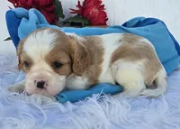 Solly, a male Cavalier King Charles Spaniel for sale in Woodburn, IN – 3 of 5