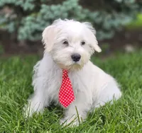 Oliver , a male Miniature Schnauzer for sale in Woodburn, IN – 3 of 4