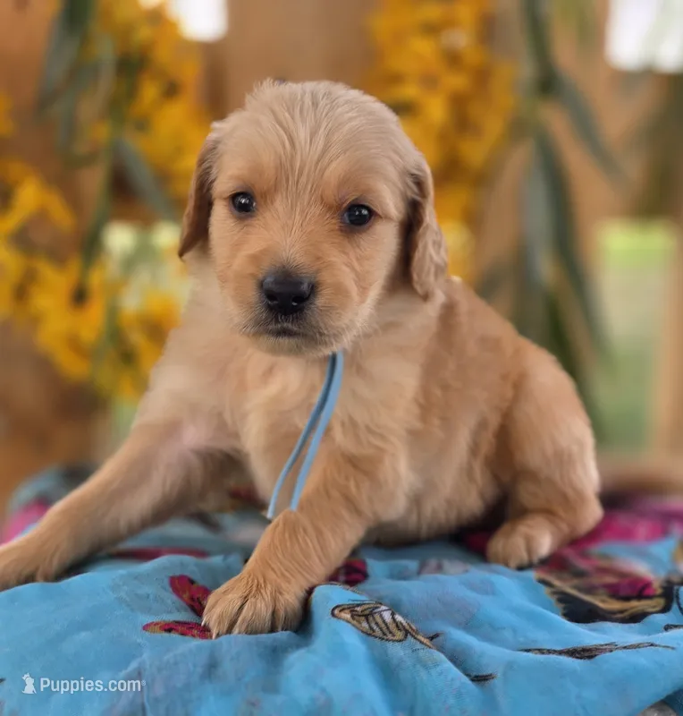 Alfredo  – Goldendoodle puppy for sale in Woodburn, IN