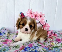 Summer, a female Cavalier King Charles Spaniel for sale in Woodburn, IN – 2 of 4