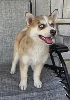 Mocha , a female Pomsky for sale in Woodburn, IN – 6 of 6