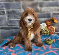 Korbin, a male Cavapoo for sale in Woodburn, IN – 1 of 3
