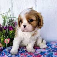 Daisy, a female Cavalier King Charles Spaniel for sale in Woodburn, IN – 2 of 4