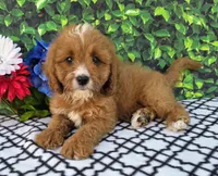 Korbin, a male Cavapoo for sale in Woodburn, IN – 1 of 3