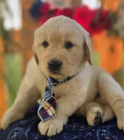 Tank, a male Golden Retriever for sale in Woodburn, IN – 2 of 5