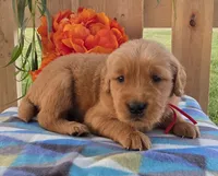 Red, a male Golden Retriever for sale in Woodburn, IN – 2 of 3
