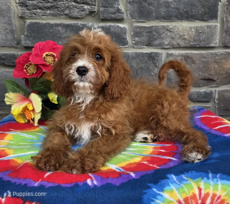 Korbin – Cavapoo puppy for sale in Woodburn, IN