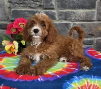 Korbin, a male Cavapoo for sale in Woodburn, IN – 1 of 3