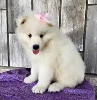 Flower, a female Samoyed for sale in Woodburn, IN – Photo 2 of 4