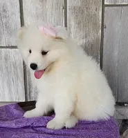 Flower, a female Samoyed for sale in Woodburn, IN – Photo 1 of 4