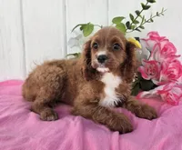 Elaine, a female Cavapoo for sale in Woodburn, IN – 4 of 4