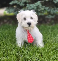 Oliver , a male Miniature Schnauzer for sale in Woodburn, IN – 2 of 4