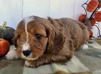 Maple, a male Cavapoo for sale in Woodburn, IN – 3 of 4