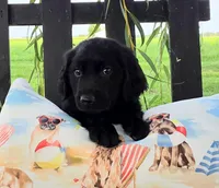 Blue, a male Goldendoodle for sale in Woodburn, IN – 7 of 7