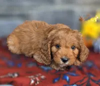 Pecan, a male Cavapoo for sale in Woodburn, IN – 3 of 4