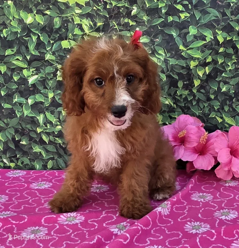 Elsa  – Cavapoo puppy for sale in Woodburn, IN