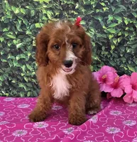 Elsa , a female Cavapoo for sale in Woodburn, IN – 1 of 3