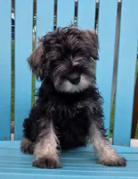 Alvin, a male Miniature Schnauzer for sale in Woodburn, IN – 2 of 4