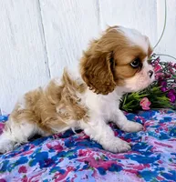 Daisy, a female Cavalier King Charles Spaniel for sale in Woodburn, IN – 4 of 4