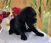 Duke, a male Goldendoodle for sale in Woodburn, IN – 3 of 4