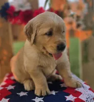 Casper , a male Golden Retriever for sale in Woodburn, IN – 2 of 4
