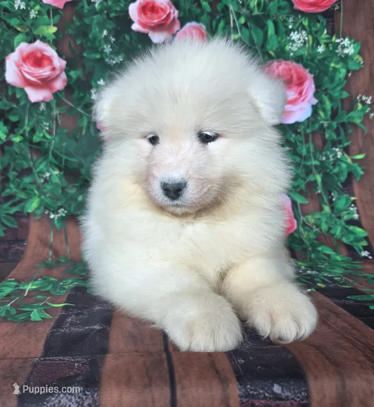 Junebug – Samoyed puppy for sale in Woodburn, IN