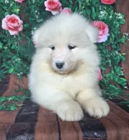Junebug, a female Samoyed for sale in Woodburn, IN – 1 of 4