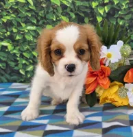 Solly, a male Cavalier King Charles Spaniel for sale in Woodburn, IN – 2 of 3