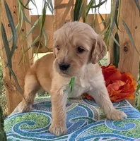 Trucker, a male Goldendoodle for sale in Woodburn, IN – 4 of 4