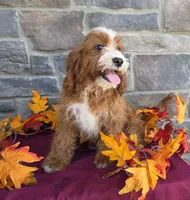 Kassidy, a female Cavapoo for sale in Woodburn, IN – 3 of 3