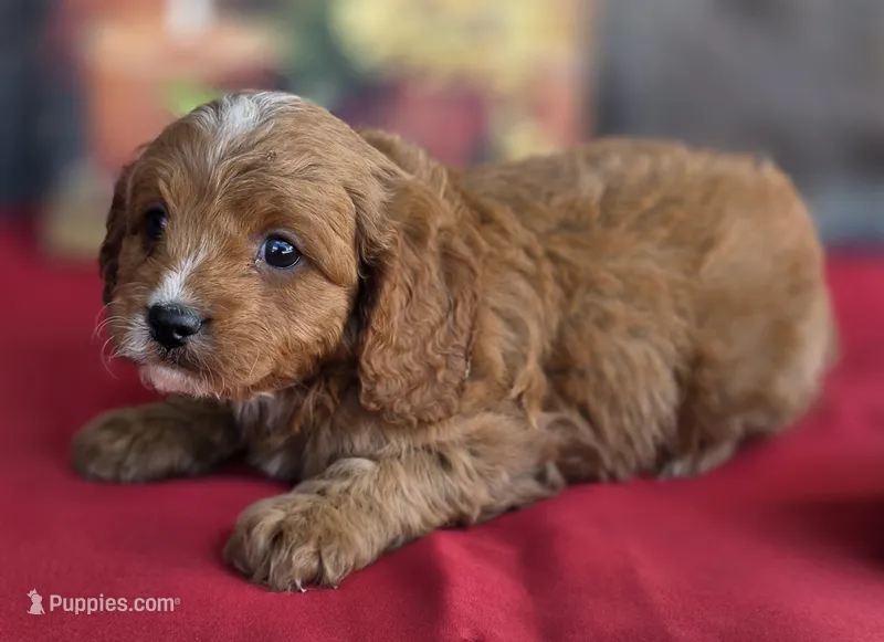 Nutmeg  – Cavapoo puppy for sale in Woodburn, IN