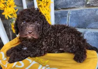 Mocha, a female Lagotto Romagnolo for sale in Woodburn, IN – Photo 4 of 4