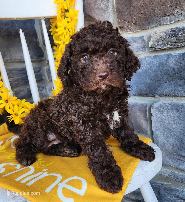 Mocha, a female Lagotto Romagnolo for sale in Woodburn, IN – Photo 1 of 4
