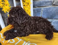 Mocha, a female Lagotto Romagnolo for sale in Woodburn, IN – Photo 3 of 4