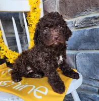 Mocha, a female Lagotto Romagnolo for sale in Woodburn, IN – Photo 2 of 4